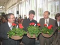 Burgenland Pelargonie